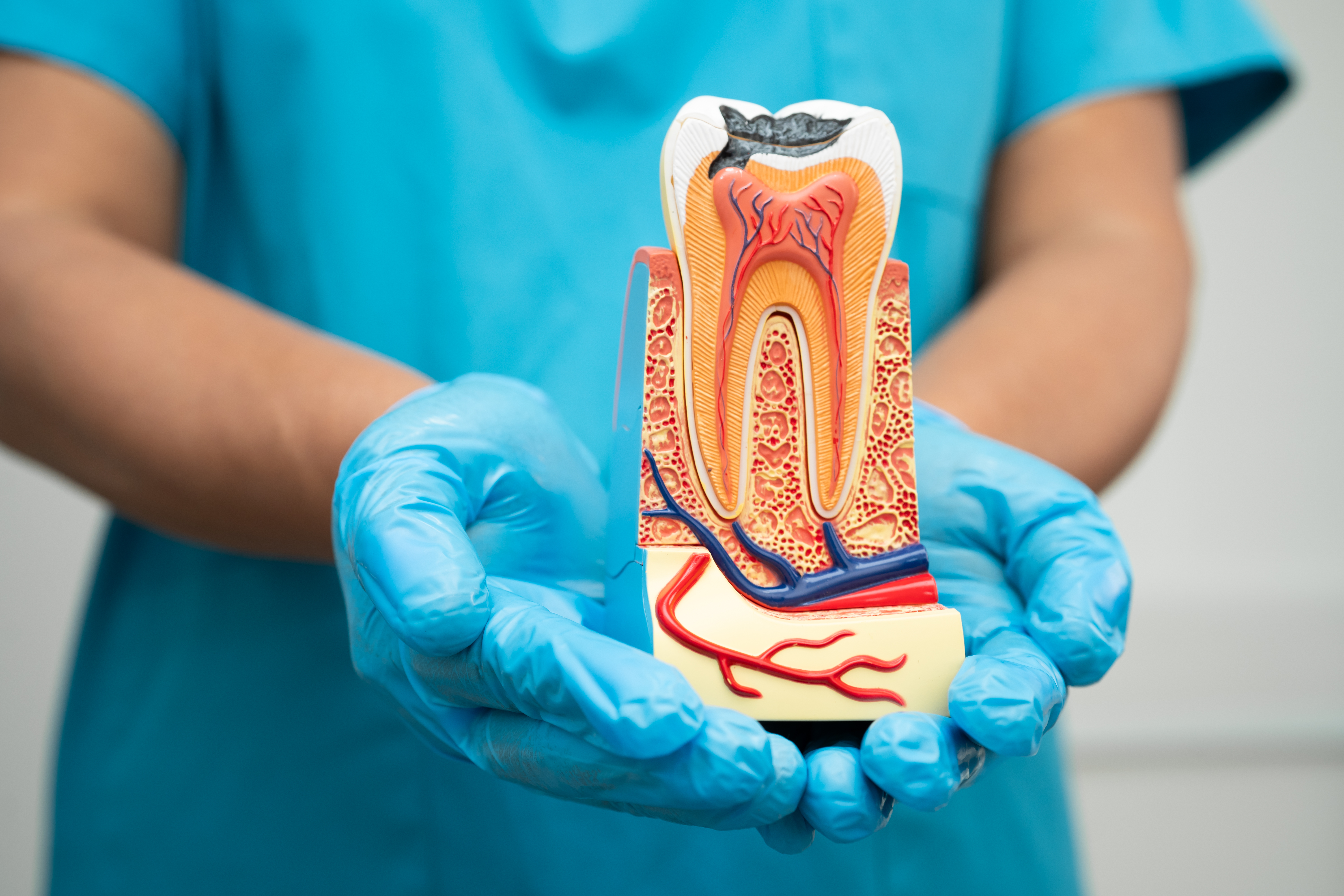 What is Endodontic